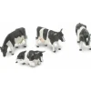 Black & White Friesian Dairy Cows