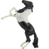 Black Pinto Rearing Mustang