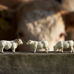 Charolais Cattle Set