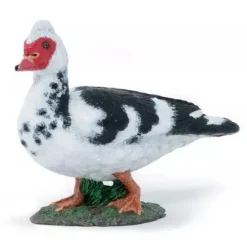 Domestic Muscovy Duck