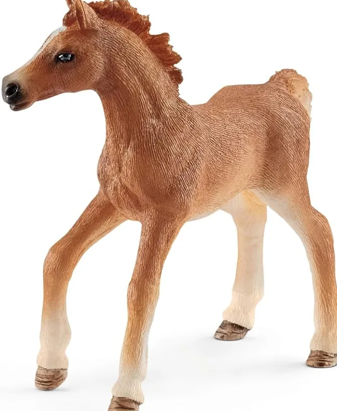 Foal with Blanket