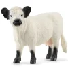 Galloway Cow