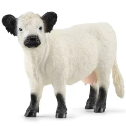 Galloway Cow
