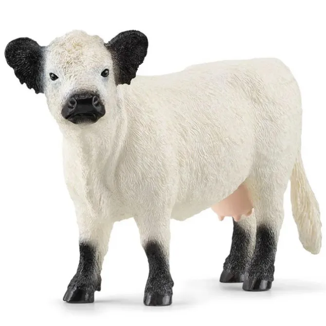 Galloway Cow