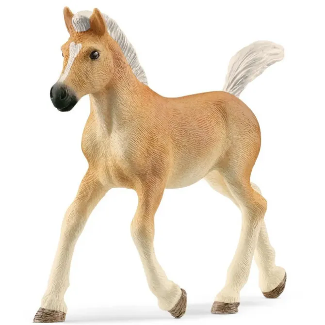 Halfinger Foal