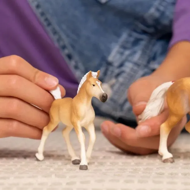 Halfinger Foal