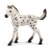 Knapstrupper Foal