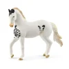 Marwari Stallion