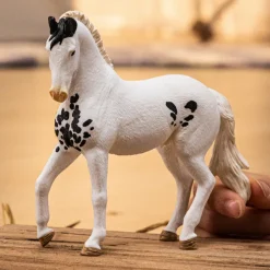 Marwari Stallion