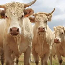 Papo Blonde D'Aquitaine Cow