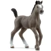 Selle Français Foal