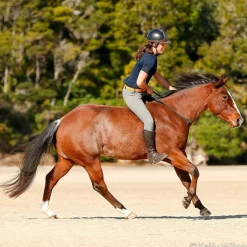 Vicki Wilson's Kentucky American Quarter Horse