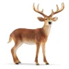 White-Tailed Buck