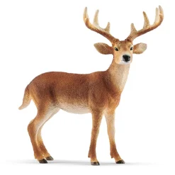 White-Tailed Buck