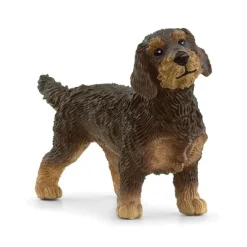 Wire-Haired Dachshund